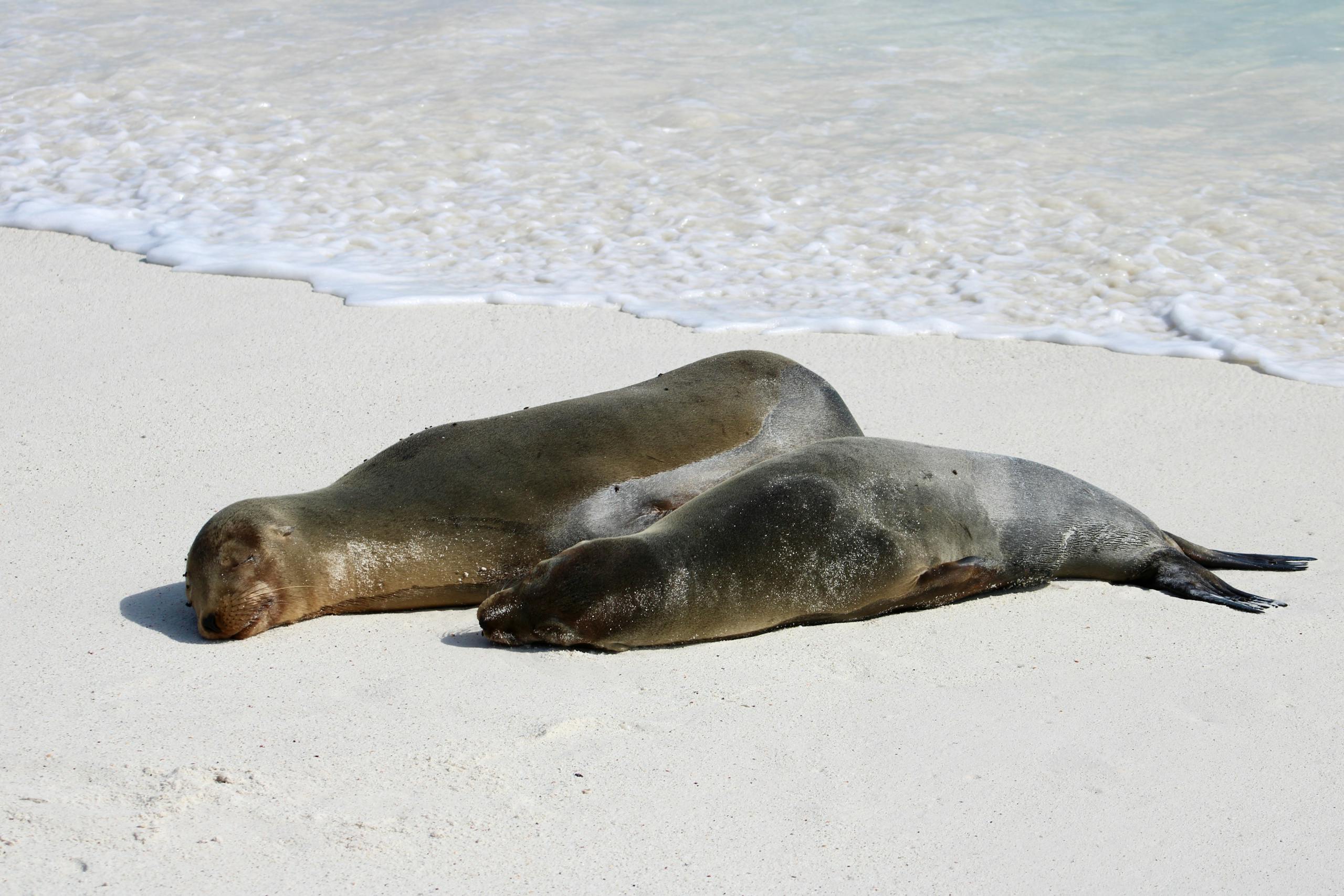 Sea Lions on Beach